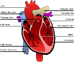 Medical Devices for the Heart